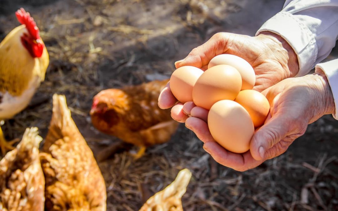 Est-il dangereux de manger des œufs tous les jours ?